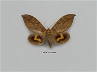 藏品(夜蛾283)的圖片